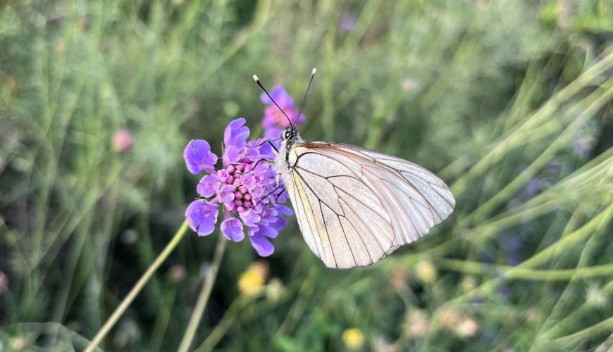 Martes 23 julio – Salida de iniciación al mundo de las Mariposas