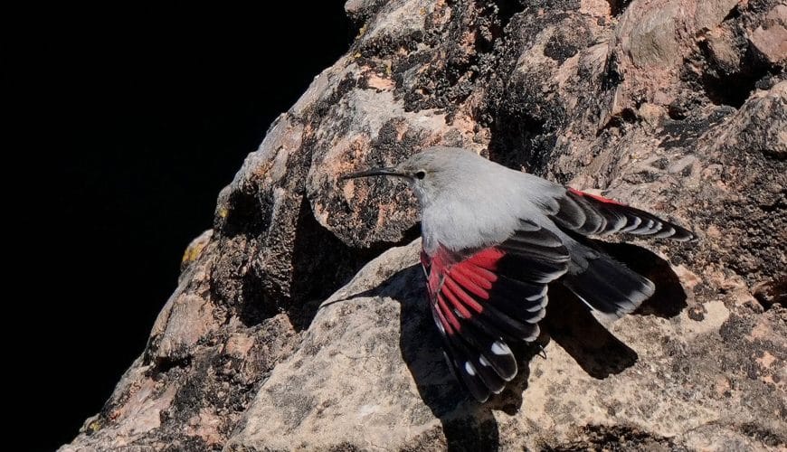 Sábado 27 de julio: Aves rupícolas, paseo alpino.