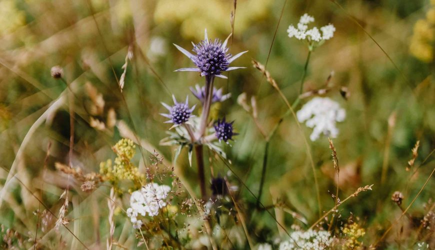 Domingo 11 de agosto – Flora alpina, los colores de nuestras montañas