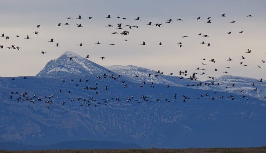 Sábado 21 de septiembre – La migración de las aves.